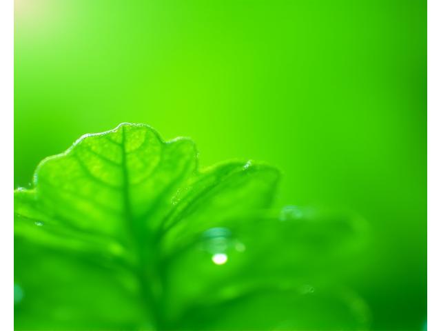 고성산 바질 - 신선한 맛과 향