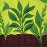 유기농 허브 재배 아이콘